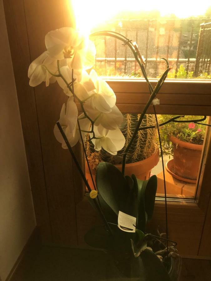 Puffele B&B Enego Dış mekan fotoğraf