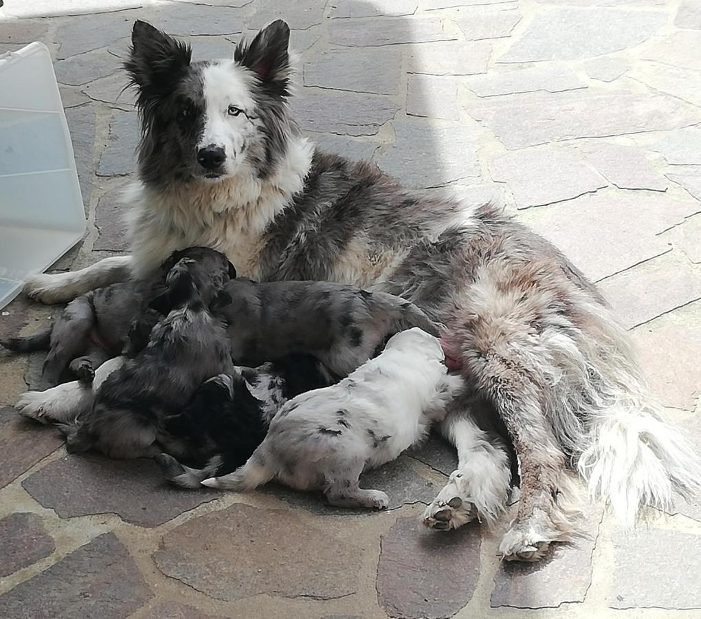 Puffele B&B Enego Dış mekan fotoğraf